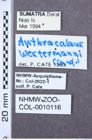 Etiketten zu Aeolus mellillus (NHMW-ZOO-COL-0010116)